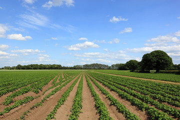 Fototapeta na wymiar Potato crops in an early summer landscape. JPG