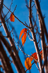 autumn leaves of Fagus grandifolia on the blue sky 