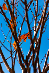 autumn leaves of Fagus grandifolia on the blue sky 