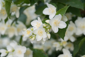 Philadelphus coronarius (sweet mock-orange, English dogwood) white flowers
