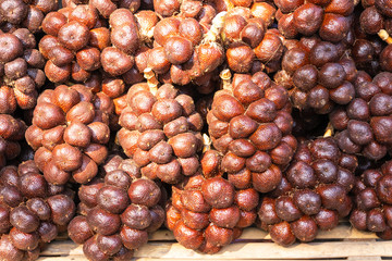 Group of Salak (Salacca zalacca) is a species of palm tree (family Arecaceae) native to Java and Sumatra in Indonesia.