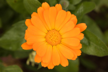 Lovely yellow autumn flower. Close up. Conceptual design for greeting card