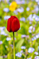 Obraz premium One red tulip.