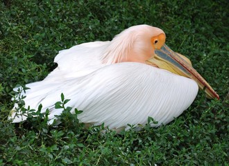 A snow white pelican with a pink head sits in the green grass.