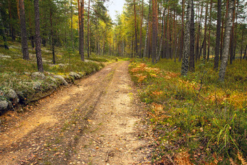Country road in the autumn forest. Beautiful autumn forest with birches, pines, gray moss, ferns, yellow leaves and sandy road. Belarusian forest. Mixed forest of Central.