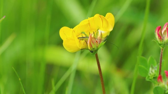 Conocephalus fuscus. The long-winged conehead, Bush-cricket. On Horseshoe Vetch