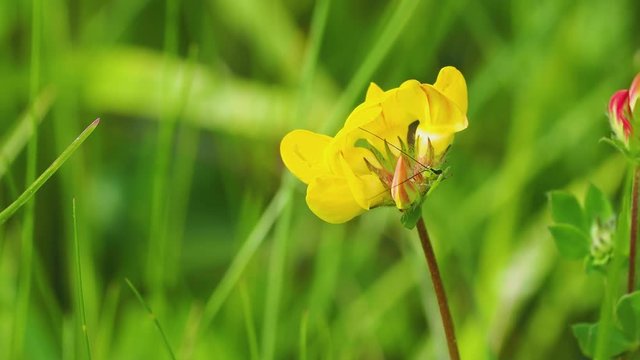 Conocephalus fuscus. The long-winged conehead, Bush-cricket. On Horseshoe Vetch