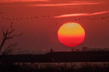 Vögel fliegen vor dem Sonnenuntergang
