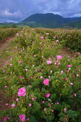 Beautiful Bulgarian Damask Roses