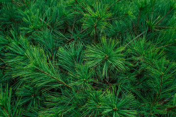 Natural green background of a pine tree branch close up. 