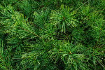 Natural green background of a pine tree branch close up. 