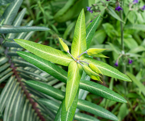 Kreuzblättrige Wolfsmilch, Euphorbia lathyris, im Frühling