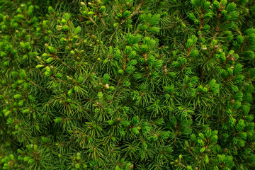 Natural green background of a pine tree branch close up. 