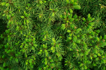 Naklejka na ściany i meble Natural green background of a pine tree branch close up. 