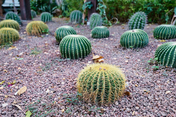 Fototapeta na wymiar Ball shaped cactuses outdoor. Garden design.