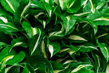 Fototapeta na wymiar Green and white hosta plant. Hosta plants with wet leaves. Rain covered hosta plants. Upclose macro of Green hosta leaves.