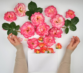 two female hands and a paper envelope with buds of pink roses