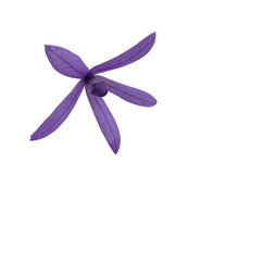 purple sandpaper vine queens wreath flower isolated white background with clipping path