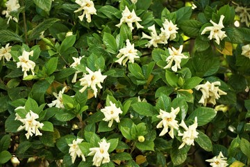 Gardenia flower (Gardenia jasminoides) with the tree and green leaves pattern background texture, Spring in GA USA.