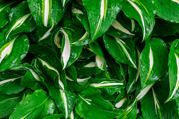 Green and white hosta plant. Hosta plants with wet leaves. Rain covered hosta plants. Upclose macro of Green hosta leaves.