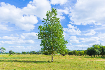 Fototapeta premium Green summer meadow with a lone tree .