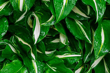 Green and white hosta plant. Hosta plants with wet leaves. Rain covered hosta plants. Upclose macro of Green hosta leaves.