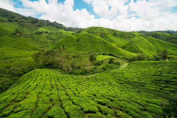 Beautiful Blue Sky and Greenery of tea farm hill at Cameron Highlands Pahang, Malaysia - obrazy, fototapety, plakaty