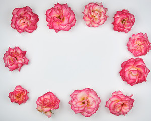 blooming buds of a pink rose are laid out rectangularly