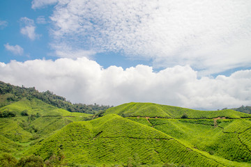 Fototapeta na wymiar Beautiful Blue Sky and Greenery of tea farm hill at Cameron Highlands Pahang, Malaysia