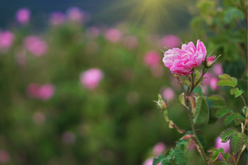 Fototapeta na wymiar Beautiful Bulgarian Damask Roses