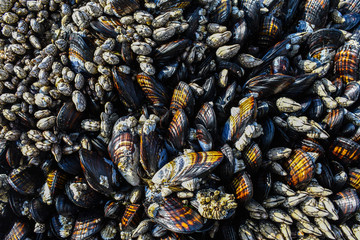 Coastal shells on the wild shore