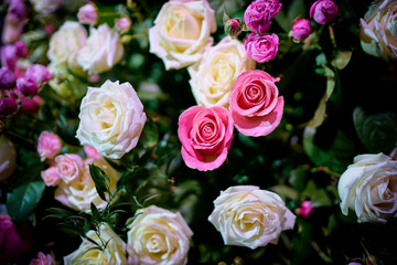Beautiful blossom of roses flowers.