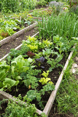 Raised bed gardening , vertical