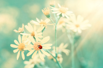 Red ladybug on yellow wildflowers in the sunlight, beautiful natural background. Gentle dreamy image, soft selective focus. © Yulia