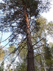 pine in the forest