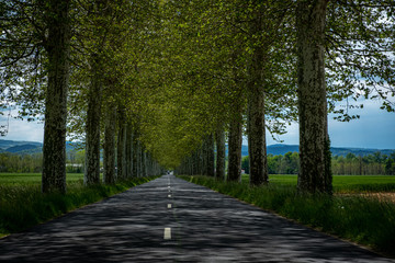 Fototapeta na wymiar Avenue of trees in Auvergne France