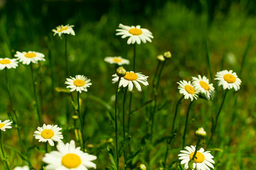 Wild daisy flowers garden in the forest, white daisy, daisy flower on green meadow, spring daisy in the meadow.