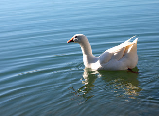 white goose while swimming in the pond