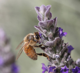bee sucks a flower of lavender