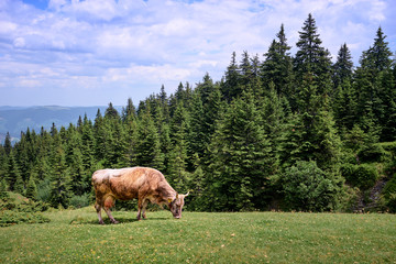 Fototapeta na wymiar Cows in a grassy field on a bright and sunny day in The Carpathians.