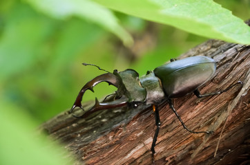 The deer beetle is on the tree. Lucanus Cervus