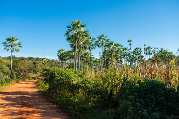 Carnauba palms (Copernicia prunifera) against blue sky in Oeiras, Piaui state - Brazil