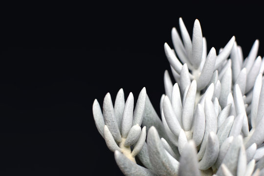 Beautiful white Senecio Haworthii succulent house plant on dark black background