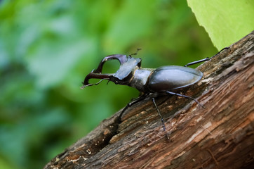 The deer beetle is on the tree. Lucanus Cervus