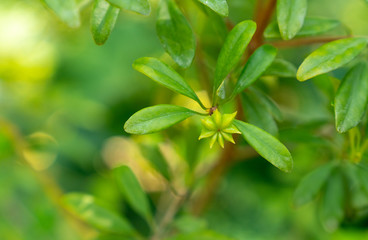 anisetree or anise-tree green spice and leaves