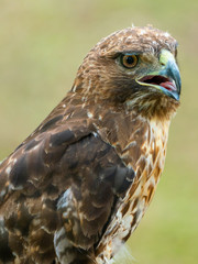 red-tailed hawk or Buteo jamaicensis close-up portrait