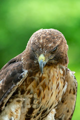 red-tailed hawk or Buteo jamaicensis close-up portrait