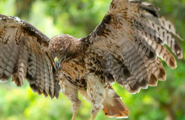 red-tailed hawk or Buteo jamaicensis close-up portrait