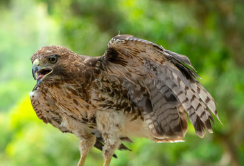 red-tailed hawk or Buteo jamaicensis close-up portrait