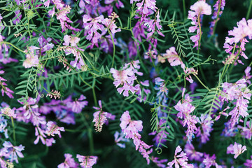 Beautiful background of purple wildflowers. Natural textures and backgrounds. Macro view of abstract nature texture and background organic pattern. Copy space. Template for design